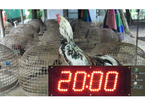 นาฬิกาโรงเรียน นาฬฺกายาม นาฬฺกาจับเวลา นาฬิกากีฬาชนไก่